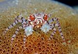 18 Boxer Crab